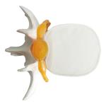 Vertebral Spine Lumbar Spine Models Skeleton For Medical Students