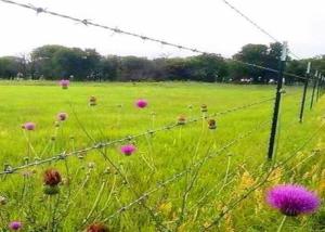 China 250m 500m Galvanized Barbed Wire Hot Dipped Zinc Coated Barbed Wire factory