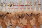 500BPH - 1000BPH Automatic Slaughtering Machine Poultry Chicken Butchering