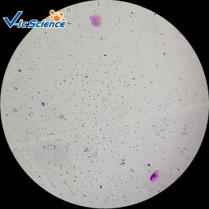 China Professional Identifying Histology Slides 50pcs Human Histology Slides factory