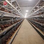 H Type Fully Automatic Battery Chicken Cage Poultry Farm Feeding Equipment 10