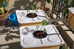 China Greenhouse PP Hydroponic Dutch Bucket System For Vine Tomatoes Planting factory
