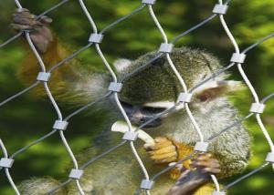 China 7x7 7x19 Stainless Steel Zoo Mesh Animal Enclosure Netting For Animal Cage factory