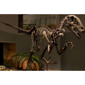 China Artificial Simulation Complete Dinosaur Fossil Model Customization Support factory