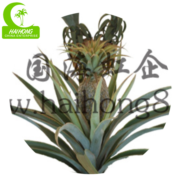 Good decoration for indoor/outside