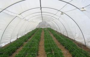 China High Performance Greenhouses Insect Mesh Netting 48% Porosity Easy Installation factory