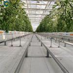 Venlo Style Polycarbonate Farming Green House Customizable Size