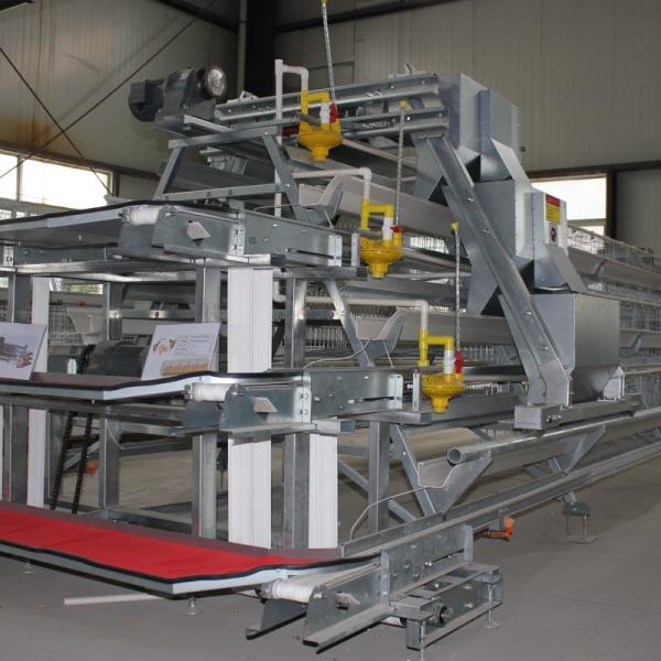 Affordable Automatic A-Type Layer Battery Cage System for Medium & Large Poultry Farms