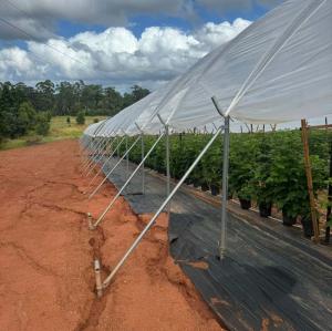China Good Quality Poly Tunnel Low Cost Hot Sale Polytunnel Berry Greenhouse factory