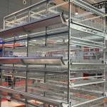 Fully Automatic Battery H Type Layer Chicken Cage For Laying Chicken Farms