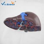 Medical Science Teaching Human Organ Model Liver Eco - Friendly PVC