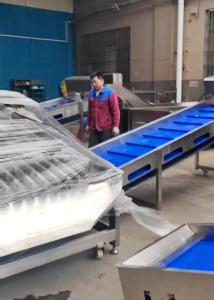 China Large Capacity 5-10T/H Pelagic Fish Grader For Automatic Fish Grading Line factory