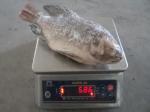 Frozen Tilapia Gutted& Scaled Size before glaze 550-750g