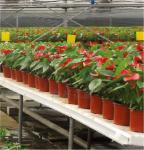 PP Plastic flower POTS 9 cm to 21 cm diameter specifications Double color flower