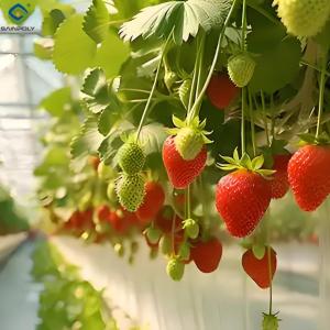 China Low Energy Consumption Strawberry Plant Greenhouse Customized 1.1m Height factory