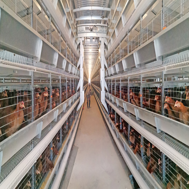 20000 Birds Battery Chicken Layer Cage H Type For Pakistan Farm 2mm