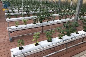 China Greenhouse Substrate Gutter Growing System Hydroponic Plastic Tomato Growing Trough factory