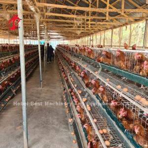China 3 Tier Or 4 Tier Poultry Battery Cage System For Layers Iris factory