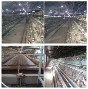 China Automatic Drinker Duck Cage For Animal Laboratory 15 - 20 Years Warranty factory