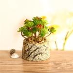 Mini Succulent Artificial Potted Plants Strange Shape Green Platsic Material