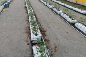 China Greenhouse Black Planting Trough PP Roll Hydroponic PP Grow Gutter For Sustainable Farming factory