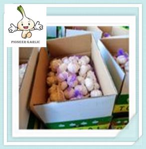 China China fresh normal white garlic with good quality Fresh Garlic Price Of 2016 factory