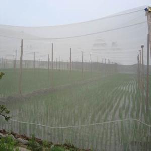 China 40 Mesh 100% HDPE Insect Mesh Netting Non Toxic For Disease Prevention factory