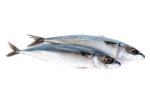Fresh Frozen Seafood Pacific Makerel Fish Iso Trachurus Trachurus