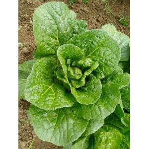 China Rich Nutrients Raw Green Cabbage / Chinese Green Cabbage Japan Standard factory