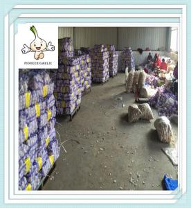 China Fresh Pure White Garlic 6.0cm For Sale fresh pure white garlic factory