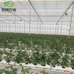 Double Layer Hydroponic System High Tunnel Film Greenhouse with Customization