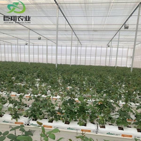 Double Layer Hydroponic System High Tunnel Film Greenhouse with Customization
