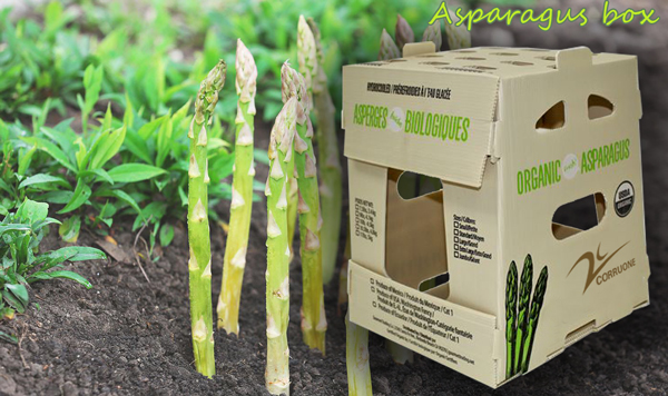 Asparagus Corrugated Plastic Produce Boxes Food Grade Black White