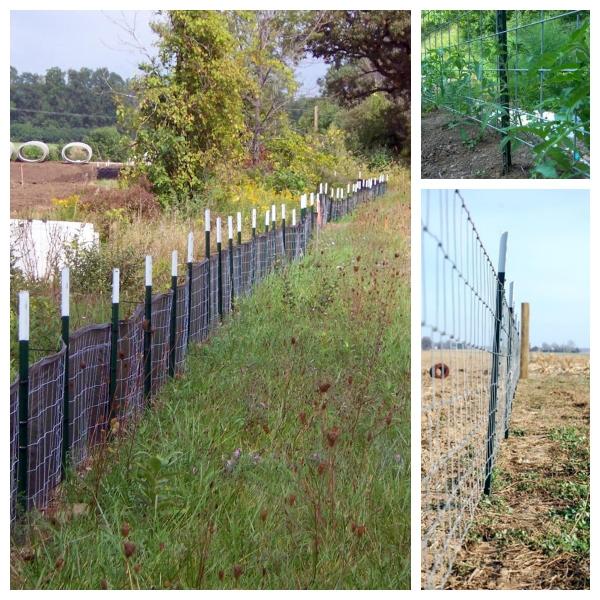 Sturdy Wire Mesh Fence Galvanised Y Post Without Teeth