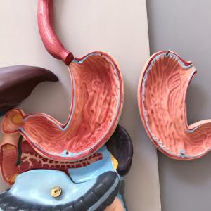 Display Blood Circulation Human Anatomy Model Includes Cardiovascular And