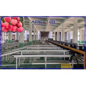 Stainless Steel Apple Sorting Machine PLC Control With 10 Channels