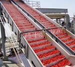 4000 Tons/Day Tomato Processing Line Tomato Sauce Production Line For Large