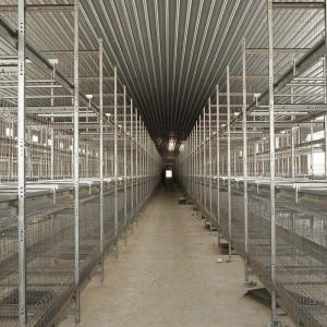 China Modern Commercial 25.5*24.5 Inch Poultry Layer Cage Hot Dip Galvanized factory