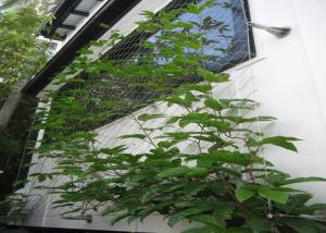 China Flexible Inox Wire Rope Plant Trellis , Plant Climbing Green Wall Mesh factory