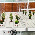 Fixed Height Rolling Grow Table Total Length Customized To Meet Your Specificati