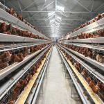 Q235 Standard Steel Layer Chicken Cage Hot Dipped Galvanized