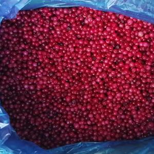 China KOSHER 100% Natural 1st Class Dark Red IQF Lingonberry factory