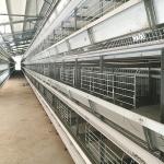 Egg Collecting Wire Poultry Cages , Hot Dipped Galvanized 4 Tier Layer Cage
