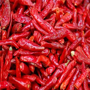 China Whole Dried Red Chili Peppers with Stemless Ingredients Add Some Spice to Your Meals factory