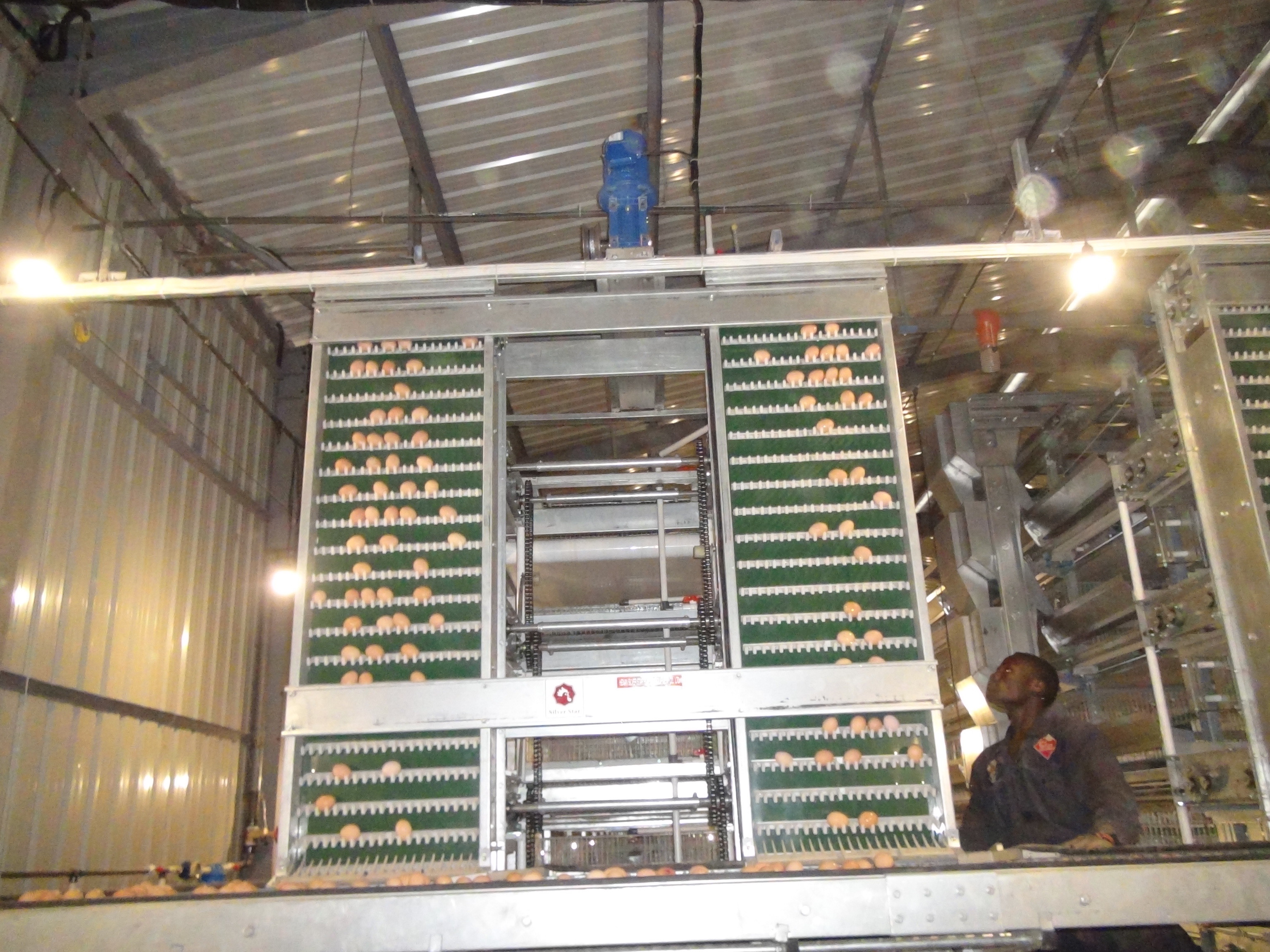 Automatic Poultry Farm Egg Layer Chicken Cage System 65 X 62.5 X 44 CM
