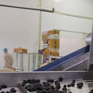 High-capacity Dates Sorting Machine With 8 lanes+10 outlets, 2.6 Tons per hour,