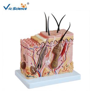 China Medium Sized Human Anatomical Model Skin Model Anatomy Magnification 70 Times factory