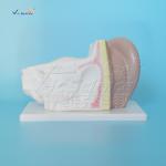 Plastic Ear Anatomy Model Medical Science Human Ear Anatomical Teaching Model