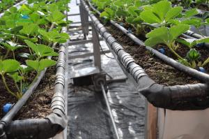 China Sided Ladder PVC Soilless Hydroponic System Automatic Vertical Farming System factory