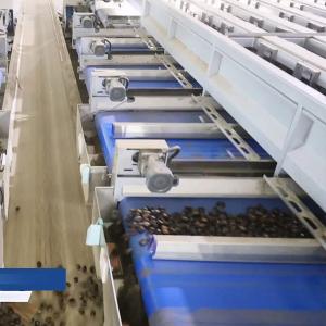 China Multiple Lanes High Resolution Camera Chestnut Sorting Machine With High Efficiency And Accuracy on sale